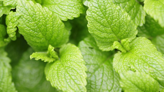 Lemon Balm.jpg